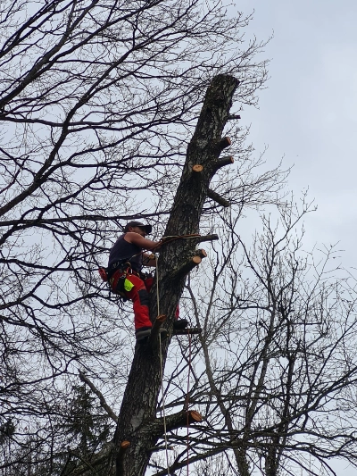 Johann équipé de matériel d’escalade coupant des branches en hauteur sur un arbre.